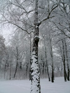 Vinter i Hässleholm