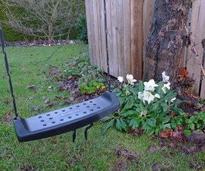 Sommargunga och vinterblomma.