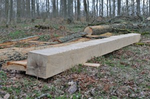 Eken har blivit en balk.