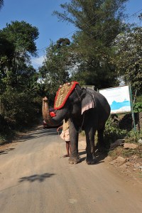 Festivalfin elefant på väg till jobbet. (Nikon D3)