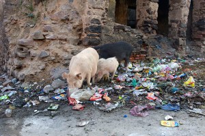 Djuren hittar oftast något att äta bland allt skräp. Neemrana (Nikon D3)