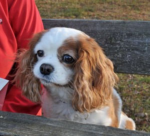 Molly, en trogen följeslagare i mer än femton år.