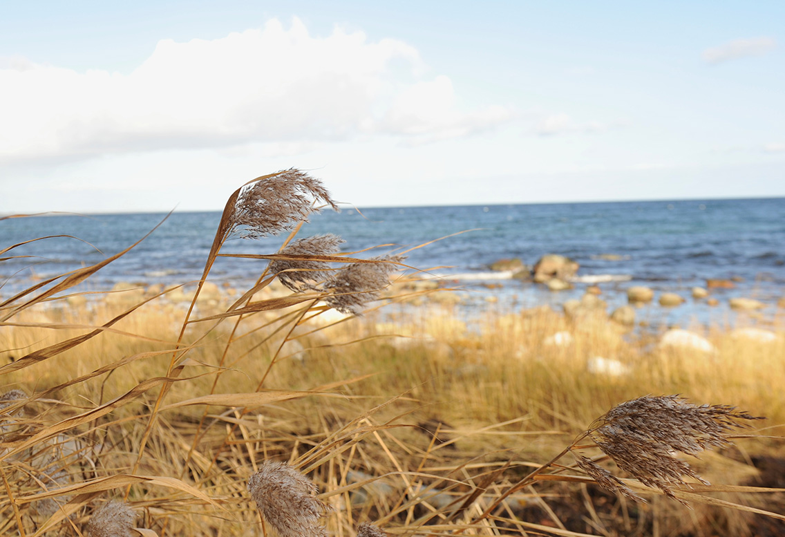 Snåla vindar en oktoberdag vid Hanöbukten. Sommarens badgäster är långt borta.